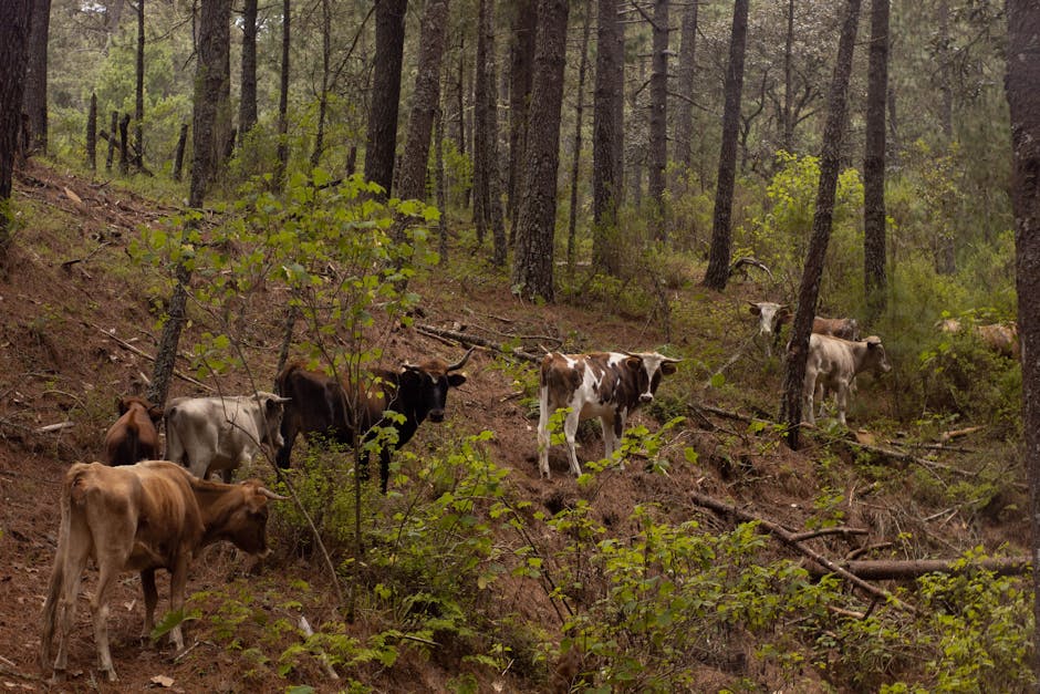 IMPLANTAÇÃO do CREEP-FEEDING em Propriedades de Bovino de Corte